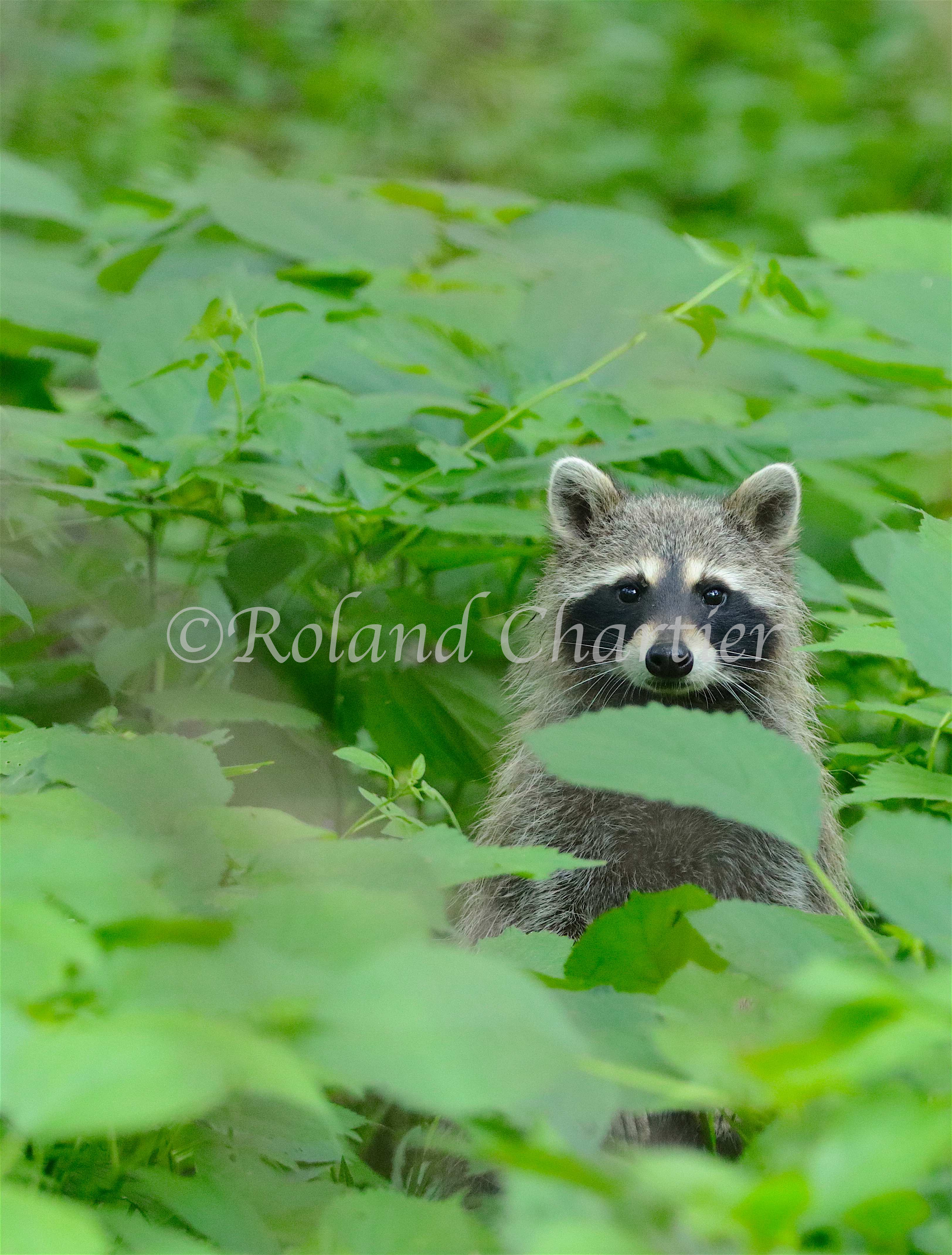 Racoon popping his head out through folliage.